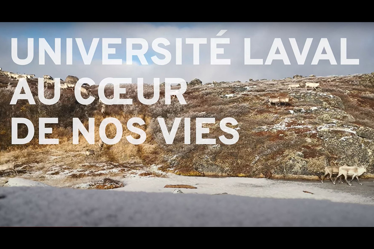 Caribou migrateur