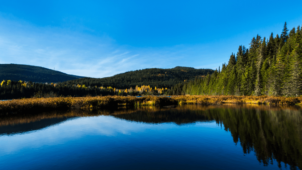 Forêt Montmorency