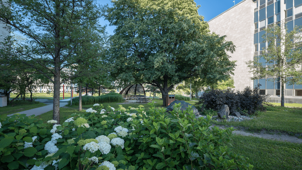 Espace vert campus ULaval