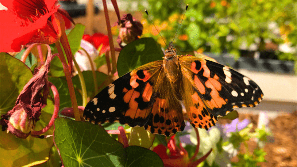 Papillon