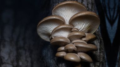 Champignons