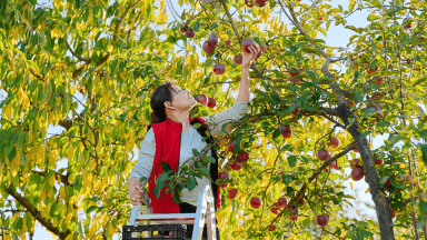 Personne cueillant des pommes