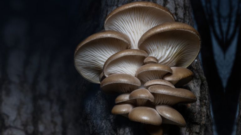 Champignons